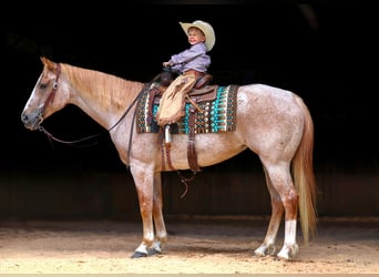 American Paint Horse, Stute, 10 Jahre, 152 cm, Roan-Red