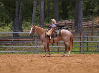 American Paint Horse, Stute, 10 Jahre, 152 cm, Roan-Red