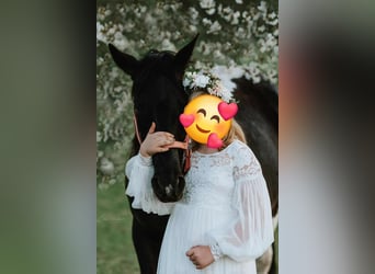 American Paint Horse, Stute, 10 Jahre, 154 cm, Rappe