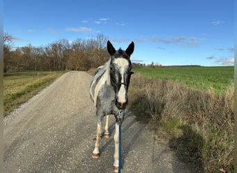 American Paint Horse Mix, Stute, 10 Jahre, 154 cm, Schecke