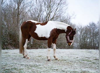 American Paint Horse Mix, Stute, 10 Jahre, 155 cm, Tobiano-alle-Farben