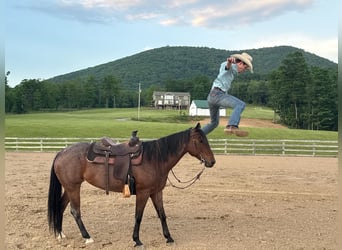 American Paint Horse, Stute, 10 Jahre, Roan-Bay