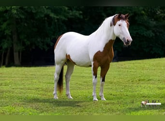 American Paint Horse, Stute, 10 Jahre, Schecke