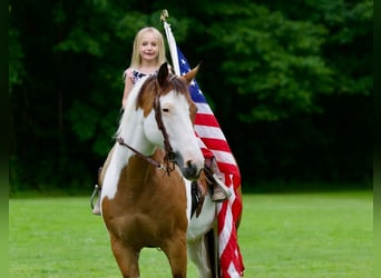 American Paint Horse, Stute, 10 Jahre, Schecke