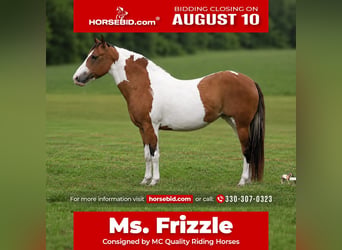 American Paint Horse, Stute, 10 Jahre, Schecke
