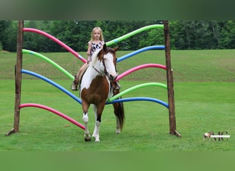 American Paint Horse, Stute, 10 Jahre, Schecke