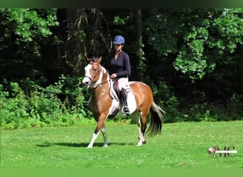 American Paint Horse, Stute, 10 Jahre, Schecke