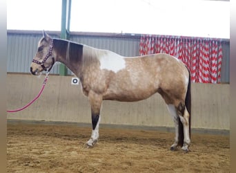 American Paint Horse, Stute, 11 Jahre, 148 cm, Buckskin