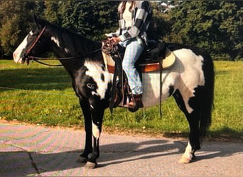 American Paint Horse, Stute, 11 Jahre, 151 cm, Overo-alle-Farben