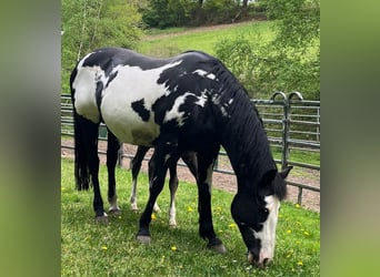 American Paint Horse, Stute, 11 Jahre, 151 cm, Overo-alle-Farben