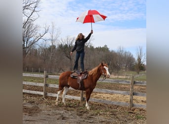 American Paint Horse, Stute, 11 Jahre, 152 cm, Overo-alle-Farben