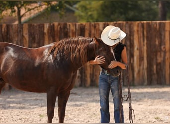 American Paint Horse, Stute, 11 Jahre, 152 cm, Rotfuchs