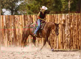 American Paint Horse, Stute, 11 Jahre, 152 cm, Rotfuchs