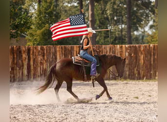 American Paint Horse, Stute, 11 Jahre, 152 cm, Rotfuchs