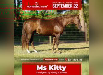 American Paint Horse, Stute, 11 Jahre, 152 cm, Rotfuchs