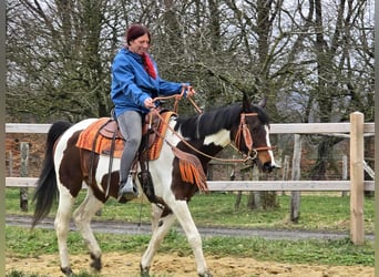 American Paint Horse Mix, Stute, 11 Jahre, 152 cm, Schecke