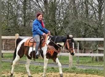 American Paint Horse Mix, Stute, 11 Jahre, 152 cm, Schecke