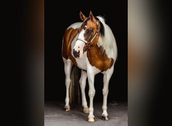 American Paint Horse, Stute, 11 Jahre, 154 cm, Tovero-alle-Farben
