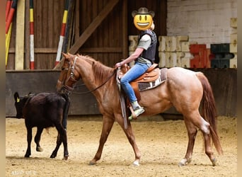 American Paint Horse, Stute, 11 Jahre, 155 cm, Roan-Red