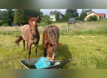 American Paint Horse, Stute, 11 Jahre, 155 cm, Roan-Red