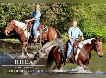 American Paint Horse, Stute, 11 Jahre, 155 cm, Rotbrauner