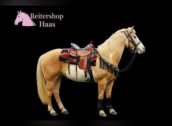 American Paint Horse, Stute, 11 Jahre, 157 cm, Overo-alle-Farben