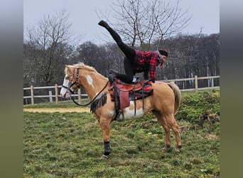 American Paint Horse, Stute, 11 Jahre, 157 cm, Overo-alle-Farben