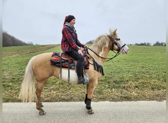 American Paint Horse, Stute, 11 Jahre, 157 cm, Overo-alle-Farben