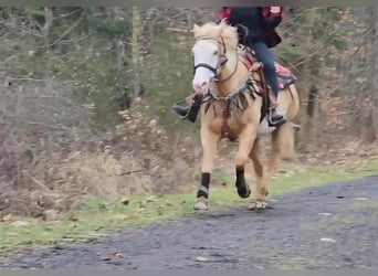 American Paint Horse, Stute, 11 Jahre, 157 cm, Overo-alle-Farben