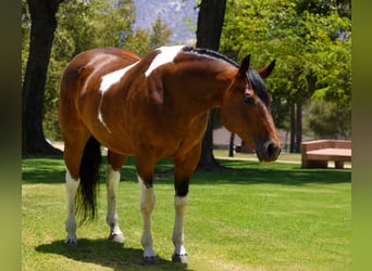 American Paint Horse, Stute, 11 Jahre, Schecke