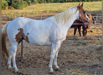 American Paint Horse, Stute, 11 Jahre, Tobiano-alle-Farben