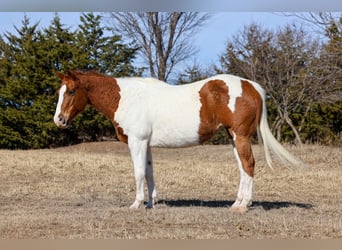 American Paint Horse, Stute, 12 Jahre, 150 cm, Schecke