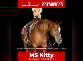 American Paint Horse, Stute, 12 Jahre, 152 cm, Rotfuchs