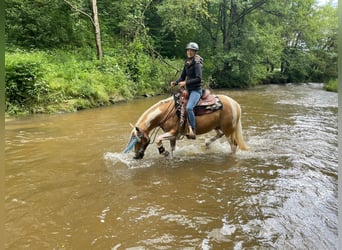 American Paint Horse, Stute, 12 Jahre, 154 cm, Overo-alle-Farben