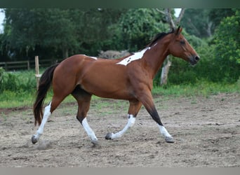 American Paint Horse, Stute, 12 Jahre, 155 cm, Tobiano-alle-Farben