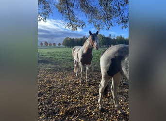 American Paint Horse, Stute, 12 Jahre, 156 cm, Tovero-alle-Farben