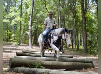 American Paint Horse, Stute, 13 Jahre, 150 cm, Overo-alle-Farben