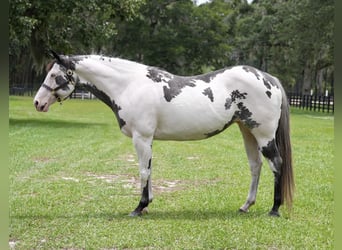 American Paint Horse, Stute, 13 Jahre, 150 cm, Overo-alle-Farben