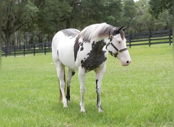 American Paint Horse, Stute, 13 Jahre, 150 cm, Overo-alle-Farben