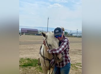 American Paint Horse, Stute, 13 Jahre, 150 cm, Palomino