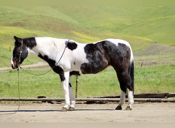 American Paint Horse, Stute, 13 Jahre, 150 cm, Tobiano-alle-Farben