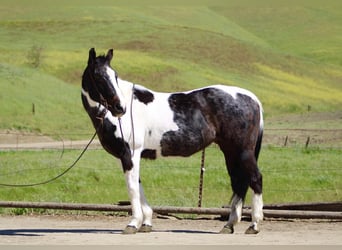 American Paint Horse, Stute, 13 Jahre, 150 cm, Tobiano-alle-Farben
