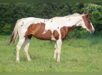 American Paint Horse, Stute, 13 Jahre, 150 cm, Tobiano-alle-Farben