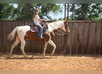 American Paint Horse, Stute, 13 Jahre, 150 cm, Tobiano-alle-Farben