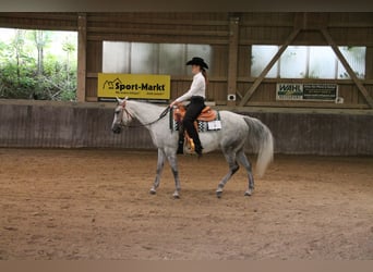 American Paint Horse, Stute, 13 Jahre, 153 cm, Schimmel