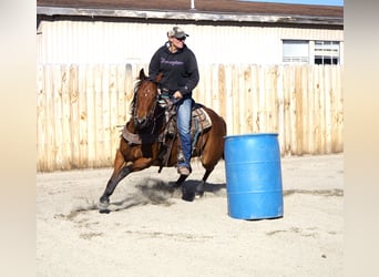 American Paint Horse, Stute, 13 Jahre, 155 cm, Rotbrauner