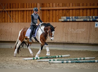 American Paint Horse Mix, Stute, 13 Jahre, 155 cm, Schecke