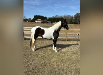 American Paint Horse, Stute, 13 Jahre, 157 cm, Tobiano-alle-Farben
