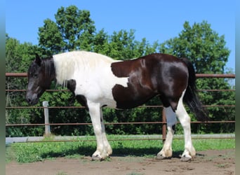 American Paint Horse, Stute, 13 Jahre, 170 cm, Tobiano-alle-Farben