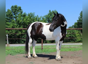 American Paint Horse, Stute, 13 Jahre, 170 cm, Tobiano-alle-Farben